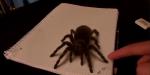 نقاشی ۳بعدی عنکبوت